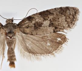  Female. © Loren Jones. Image used with permission.
